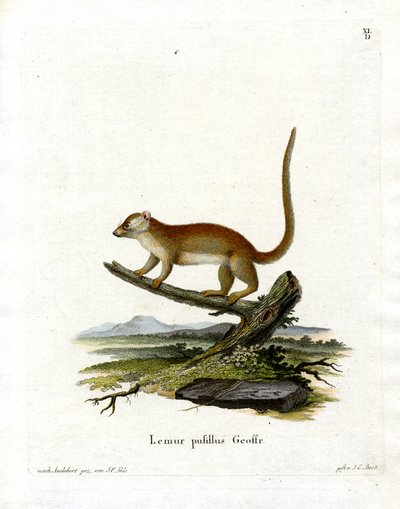 Gray Mouse Lemur by German School