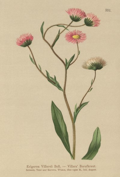 Greek Fleabane by German School