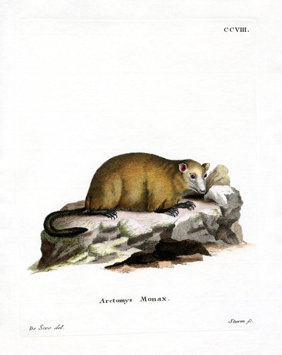 Groundhog by German School