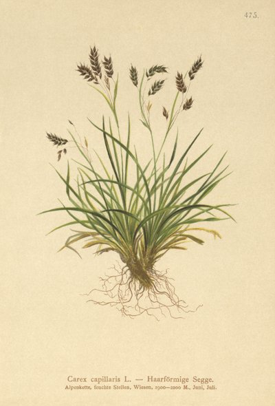 Hair-like Sedge by German School