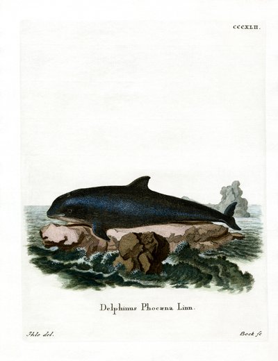 Harbor Porpoise by German School