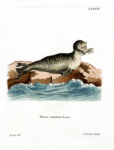 Harbor Seal by German School