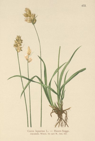 Hare Sedge by German School