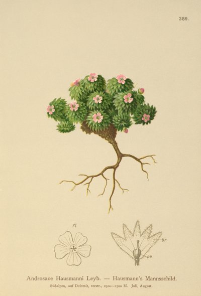 Hausmanns Rock Jasmine by German School