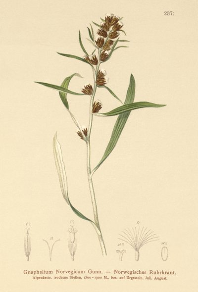 Highland Cudweed by German School