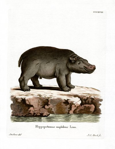 Hippopotamus by German School