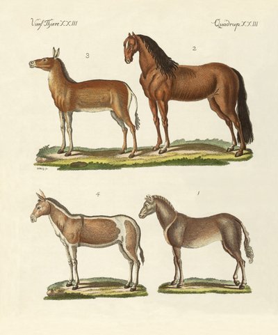 Horses and Donkeys by German School