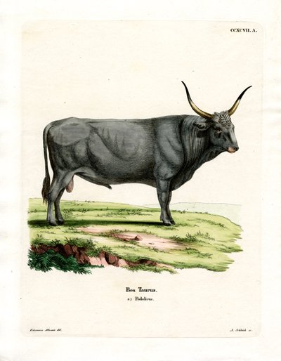 Hungarian Steppe Cattle by German School