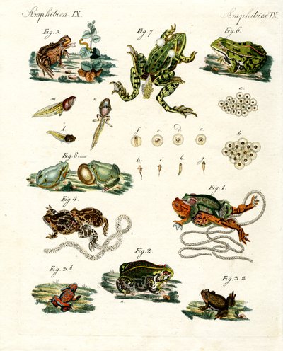 Indigenous Frogs and Toads by German School