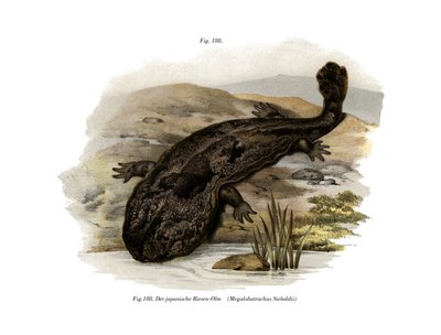 Japanese Giant Salamander by German School