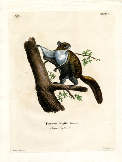 Javan Flying Squirrel by German School