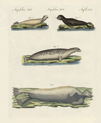 Kinds of seals by German School