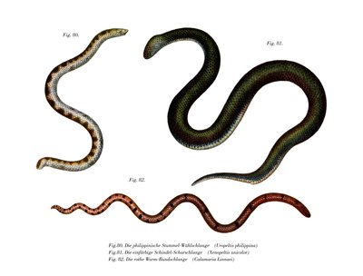 Large Shieldtail Snake by German School