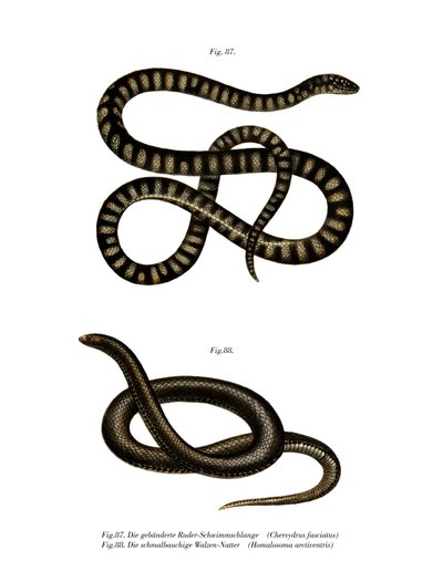 Little File Snake by German School