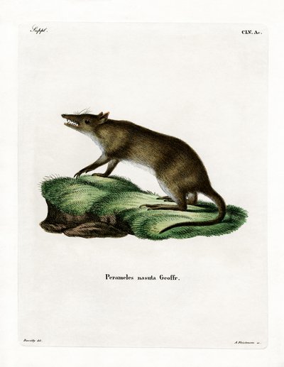 Long-nosed Bandicoot by German School