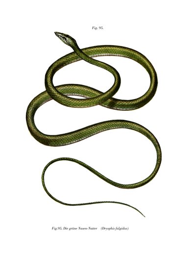 Long-nosed Tree Snake by German School