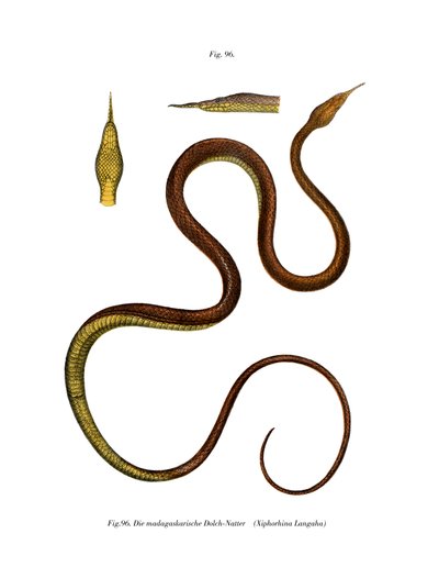 Madagascar Leaf-nosed Snake by German School