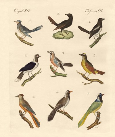 Magpies and Jays by German School