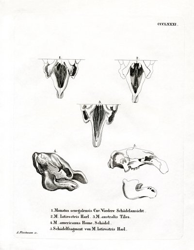 Manatee Skulls by German School