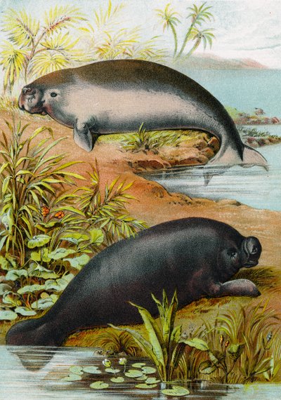 Manatee and Dugong, c.1880 by German School