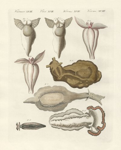 Molluscs by German School