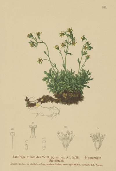 Mossy Rockfoil by German School