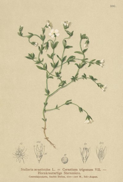 Mountain Chickweed by German School