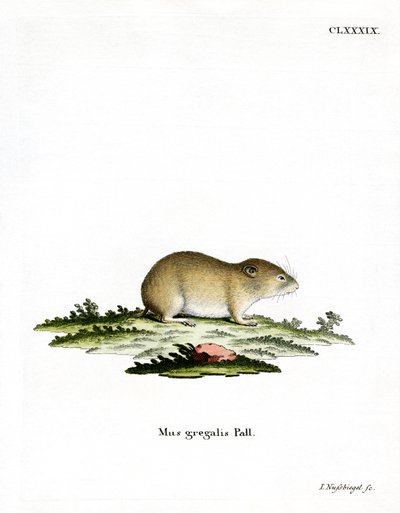 Narrow-headed Vole by German School