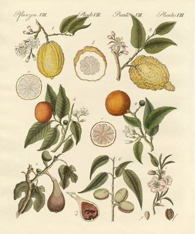 Noble tropical fruits by German School