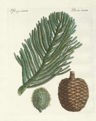 Norfolk Island Pine by German School