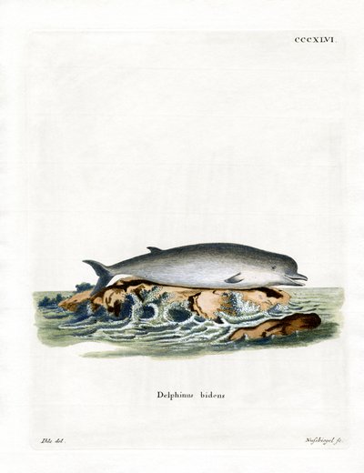 Northern Bottlenose Whale by German School