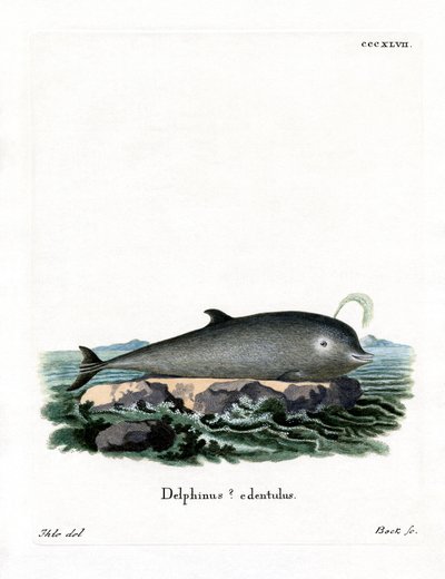 Northern Bottlenose Whale by German School