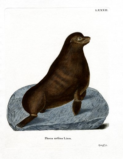 Northern Fur Seal by German School