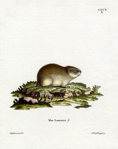 Norway Lemming by German School