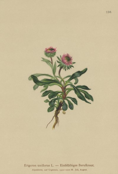 Oneflower Fleabane by German School