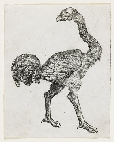 Ostrich by German School