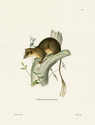 Pen-tailed Treeshrew by German School