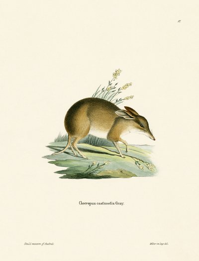Pig-footed Bandicoot by German School