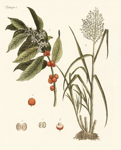 Plants from Hot Countries by German School