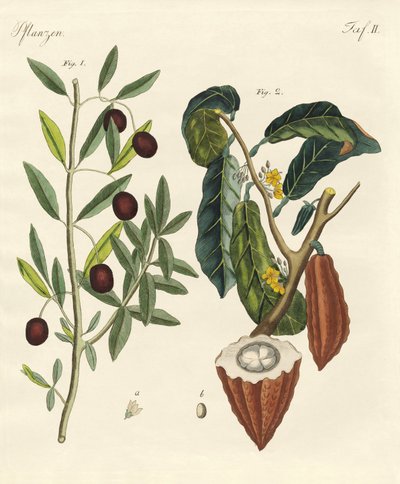 Plants from hot countries by German School