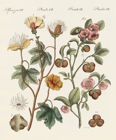 Plants from hot countries by German School