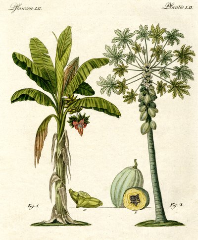 Plants from Hot Countries by German School