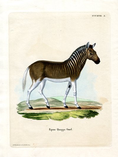 Quagga by German School