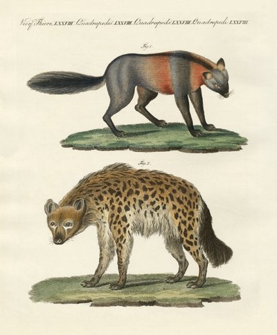 Rare four-footed animals by German School