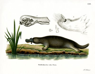 Red Platypus by German School