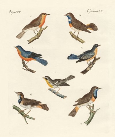 Redbreasts, Bluethroats and Yellowthroats by German School