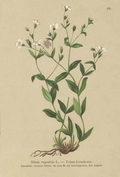 Rock Campion by German School