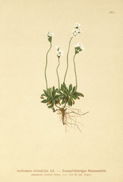 Rock Jasmine by German School