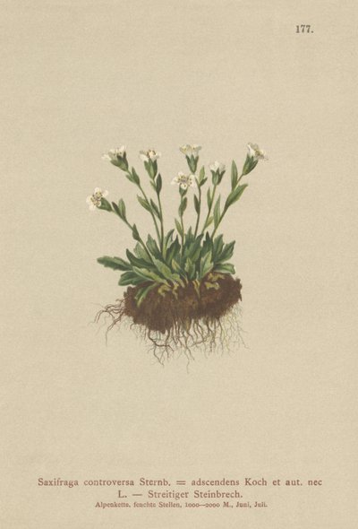 Rock Saxifrage by German School
