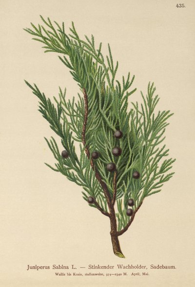 Savin Juniper by German School